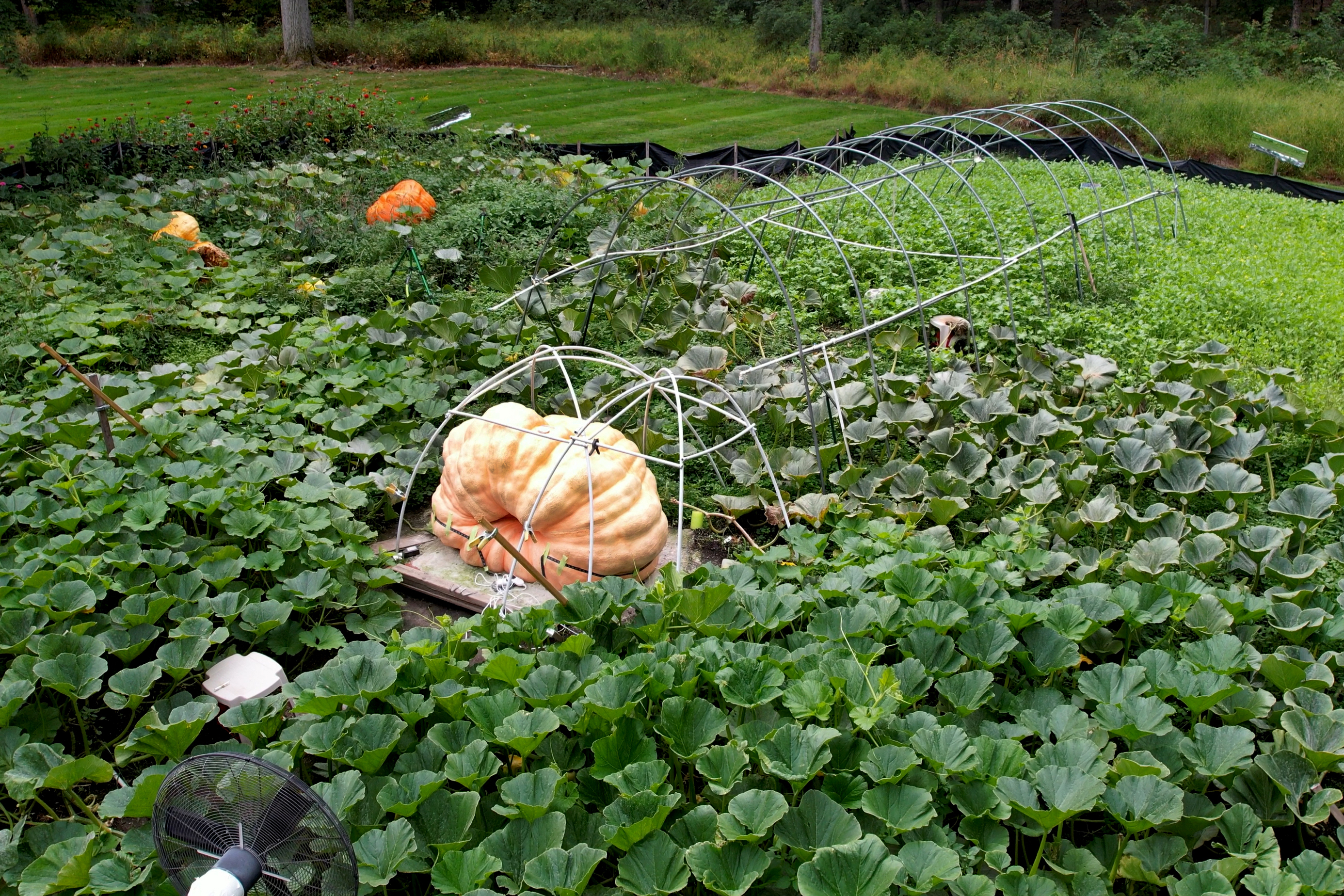 How to grow a giant pumpkin, with help from science – NBC New York