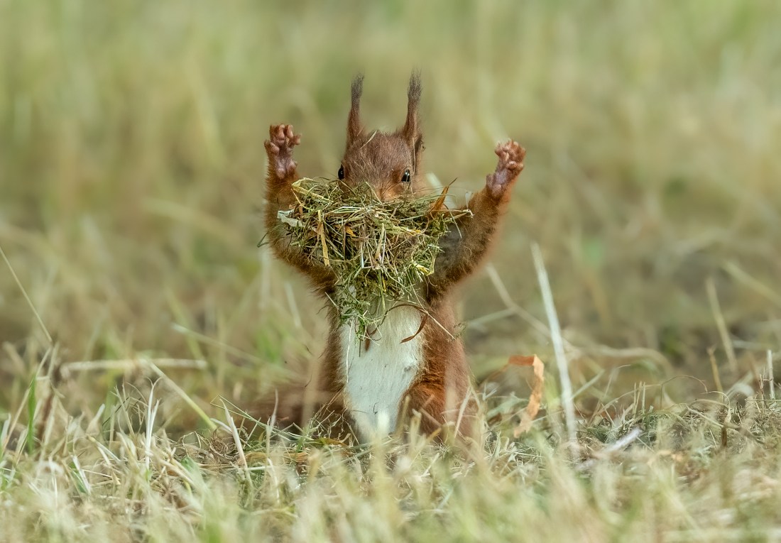 What are some of the funniest wildlife photos this year? – NBC 7 San Diego